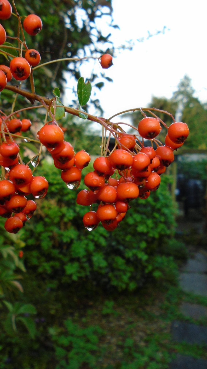 DSC02575.JPG