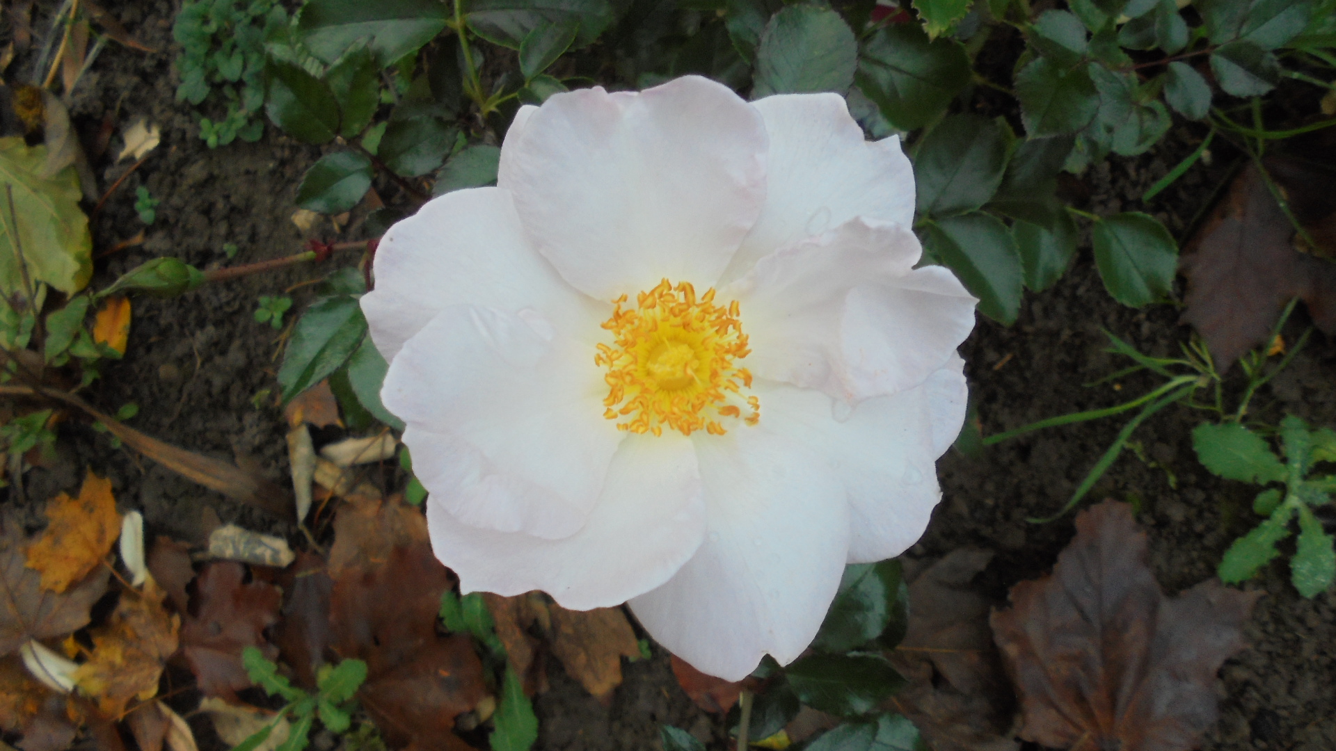DSC02610.JPG