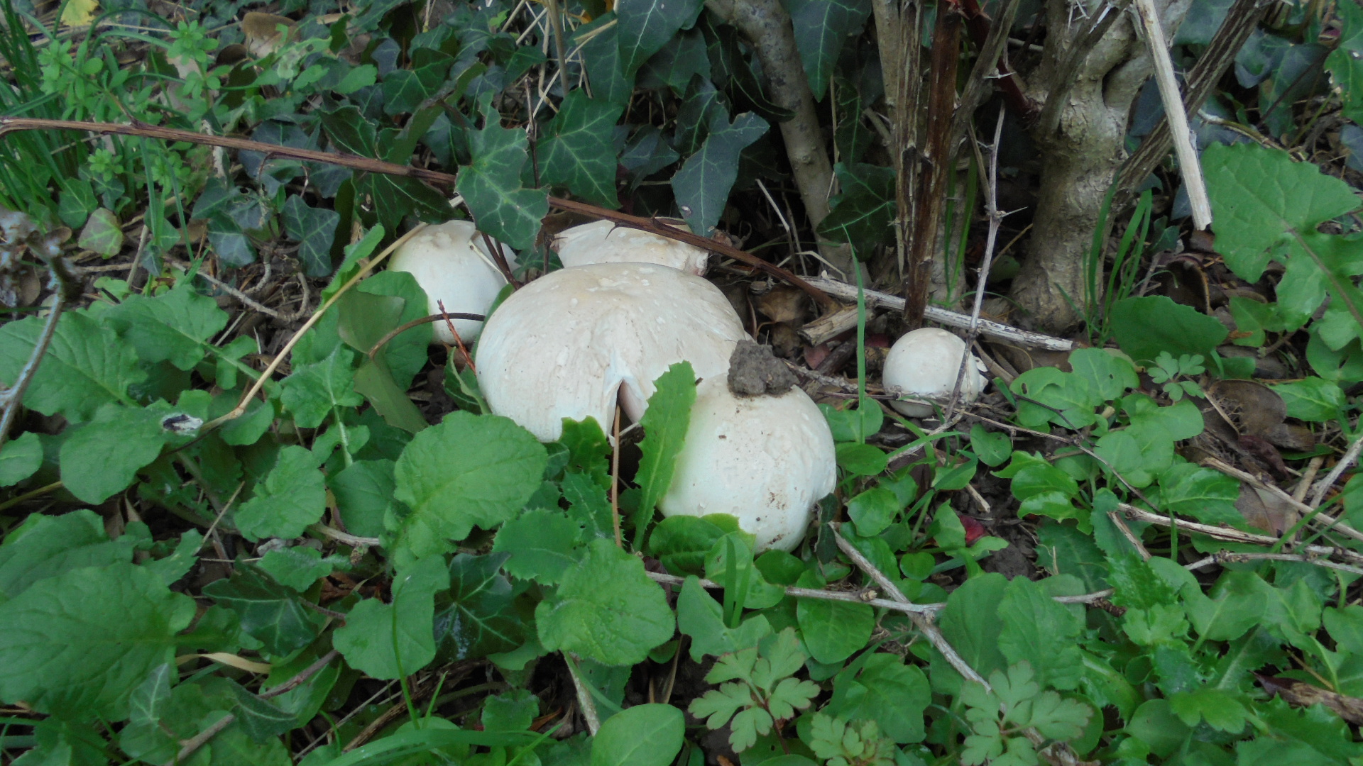 DSC02679.JPG