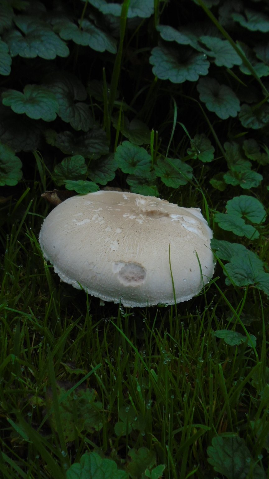 DSC02827.JPG