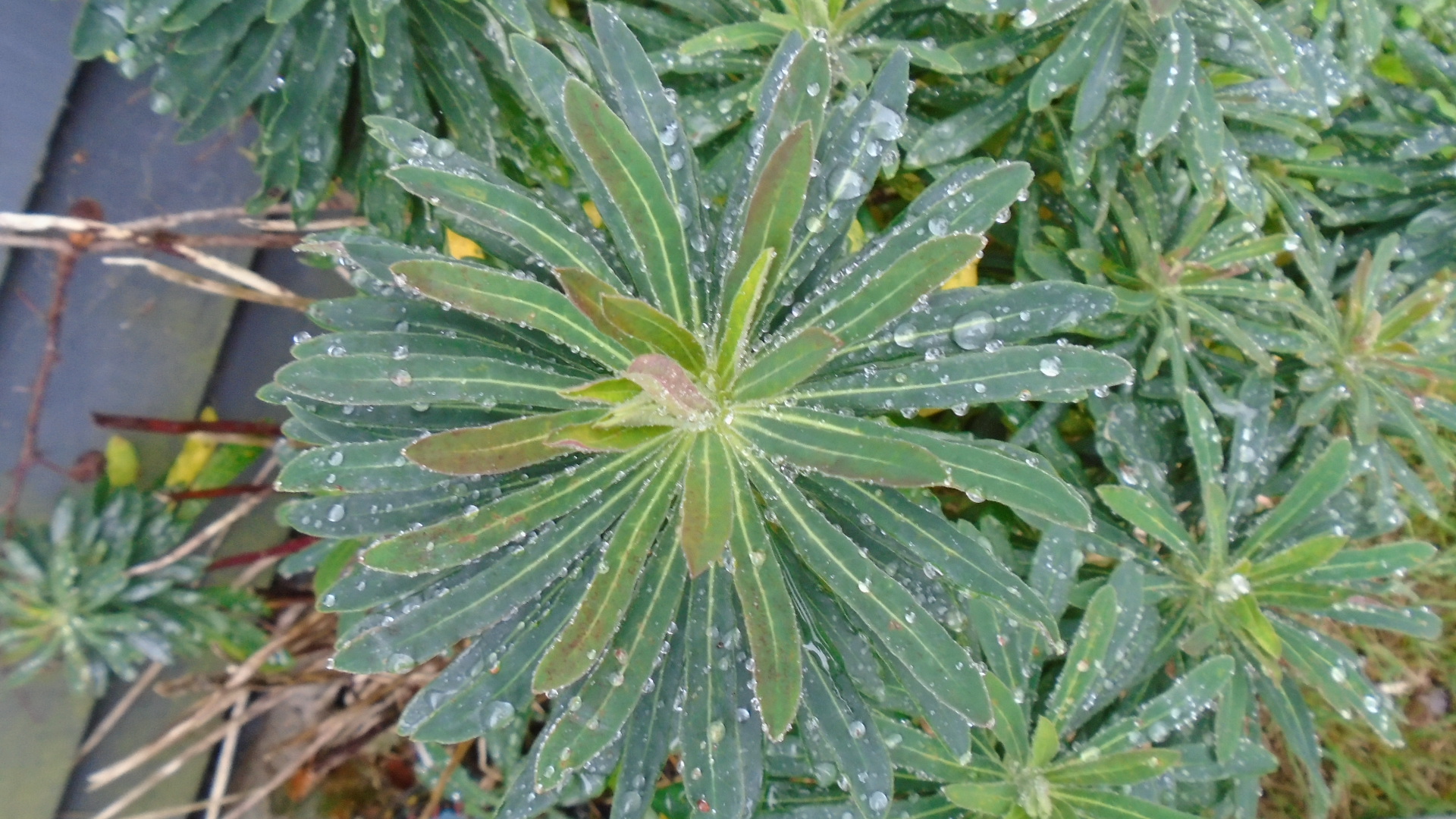 DSC02879.JPG