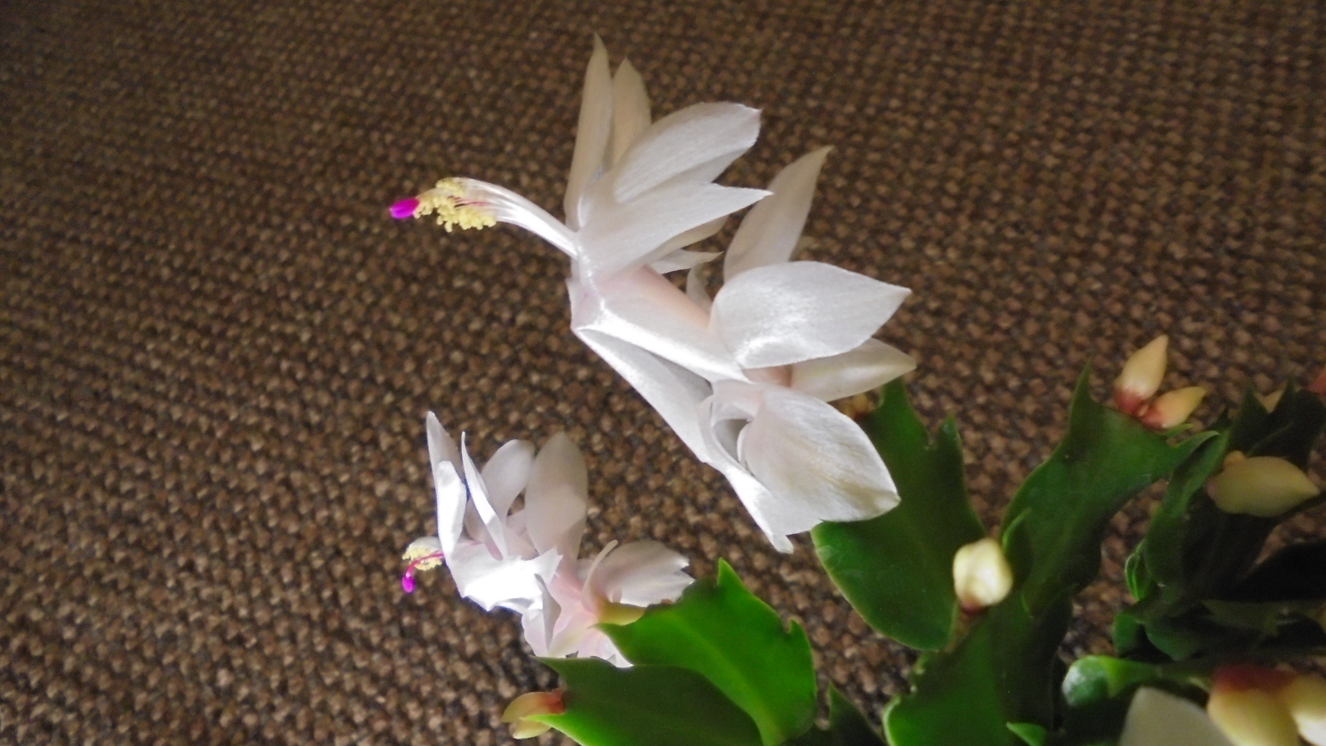 DSC02936.JPG