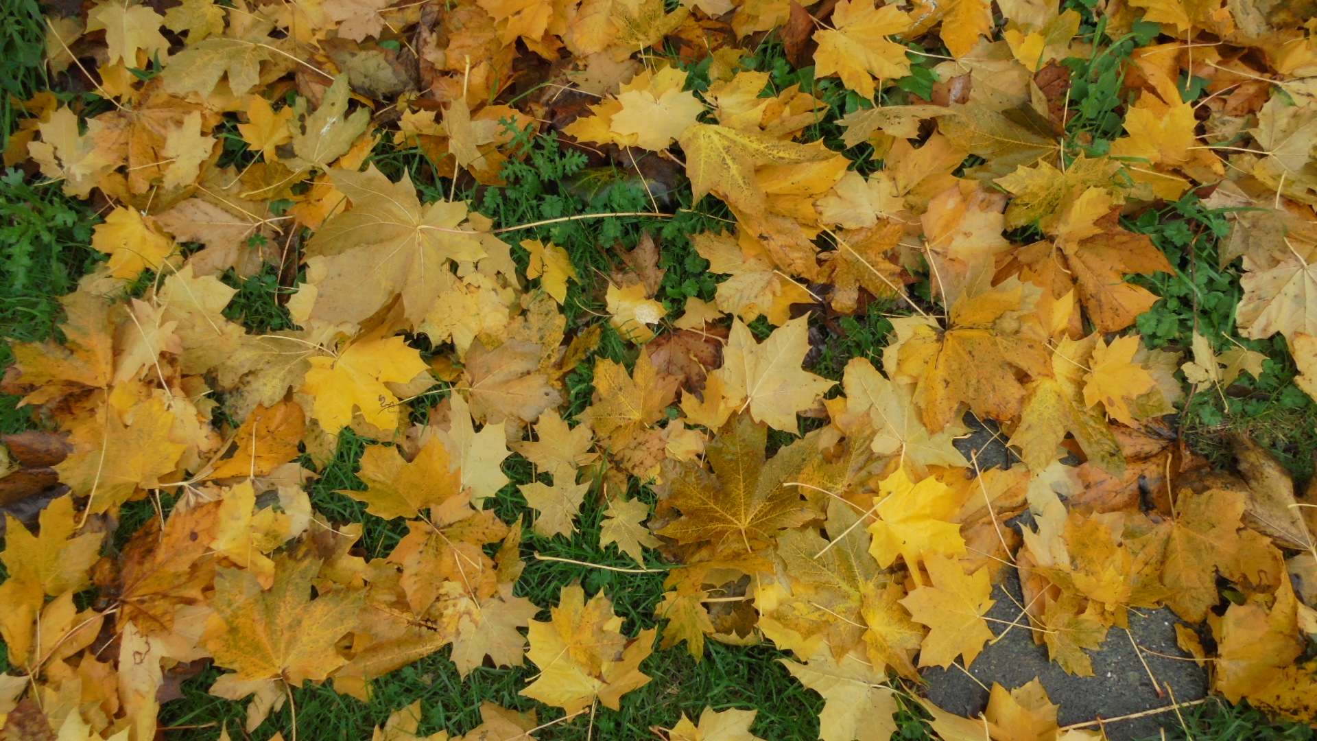 DSC02944.JPG