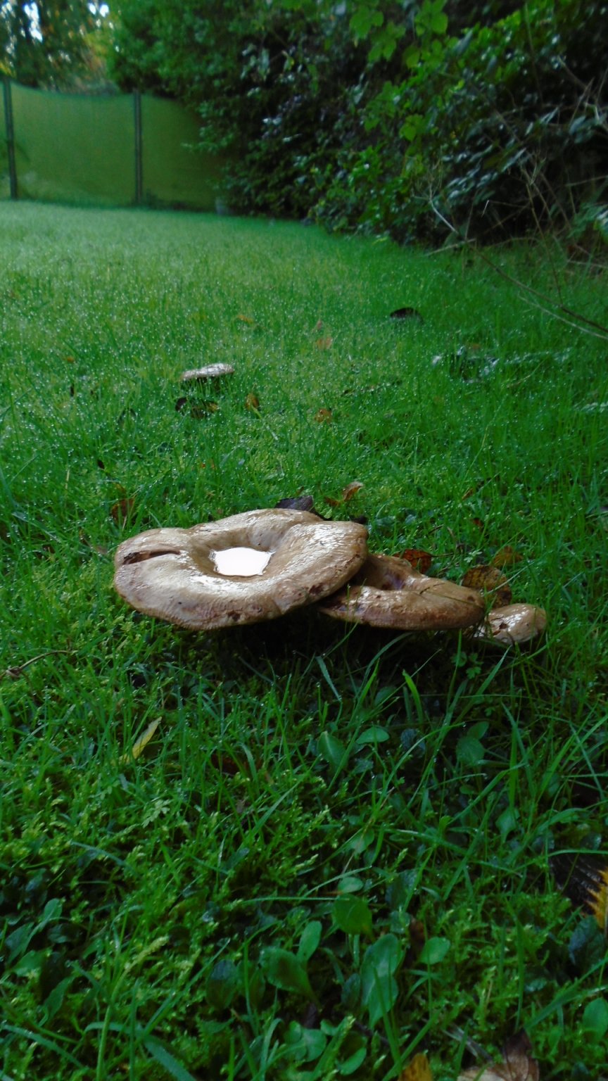 DSC02989.JPG