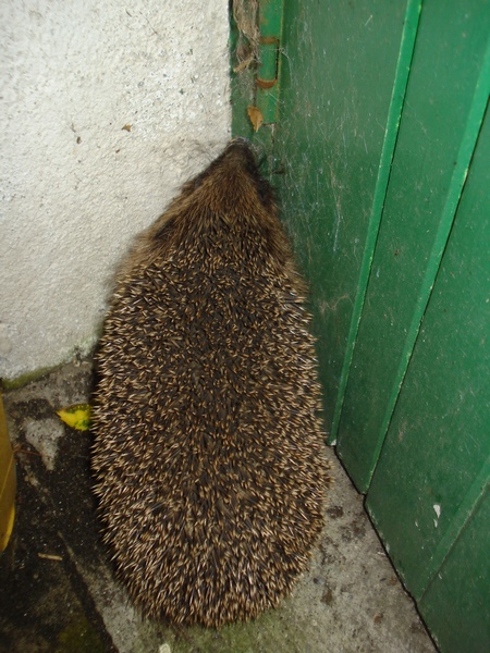 DSC04463.JPG