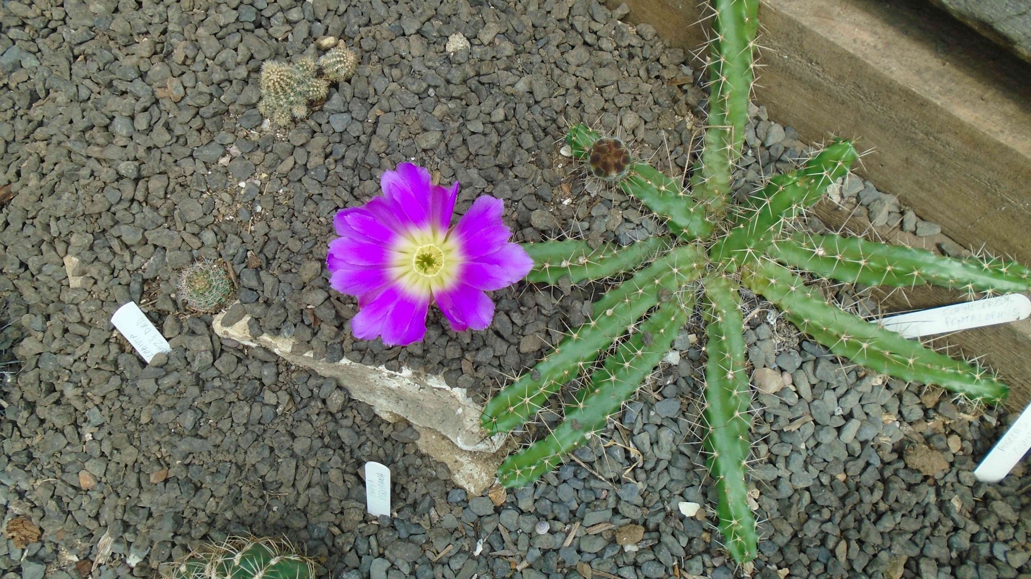 DSC04864.jpg