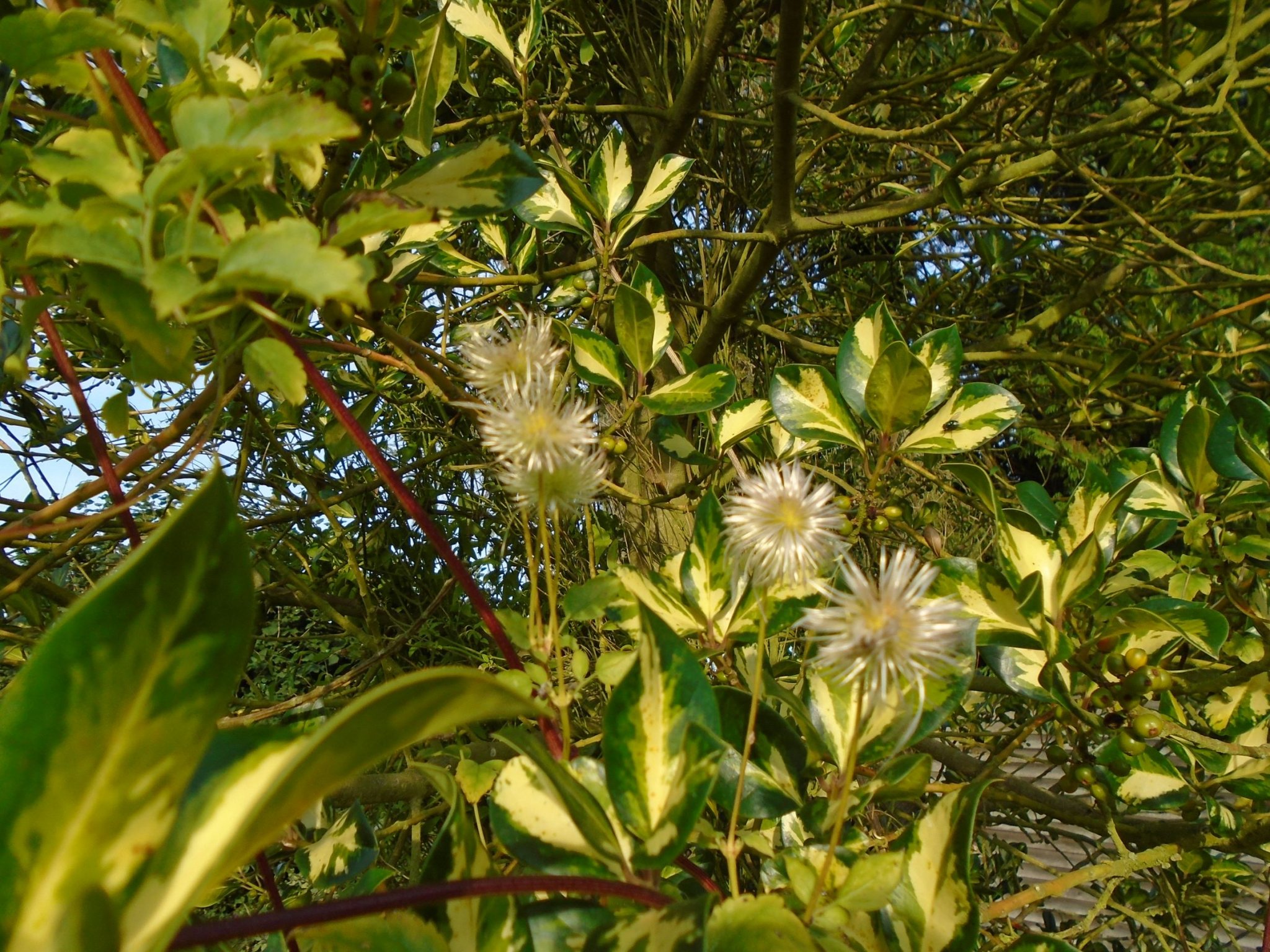 DSC07276 a.JPG