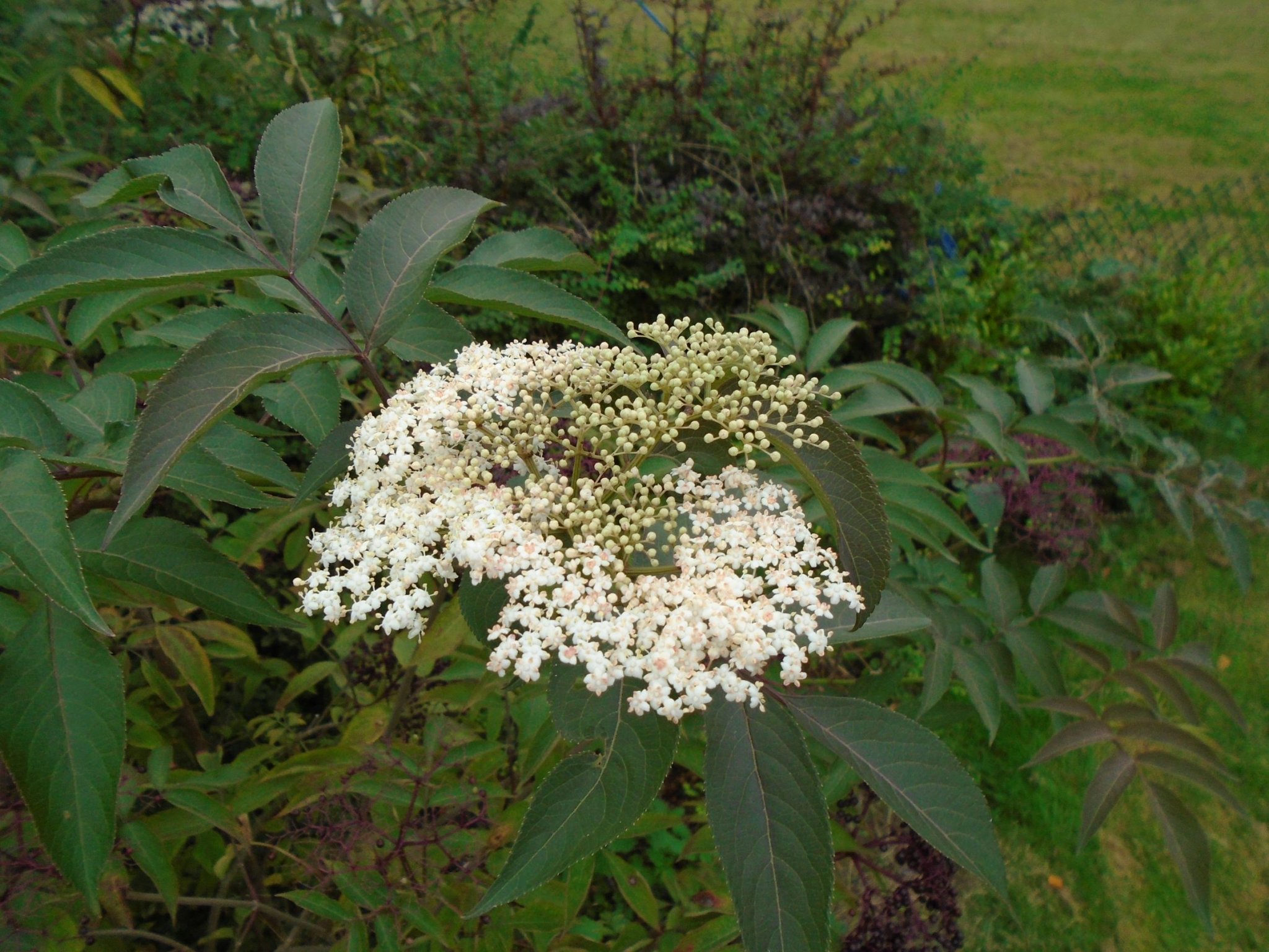 DSC07382 a.JPG