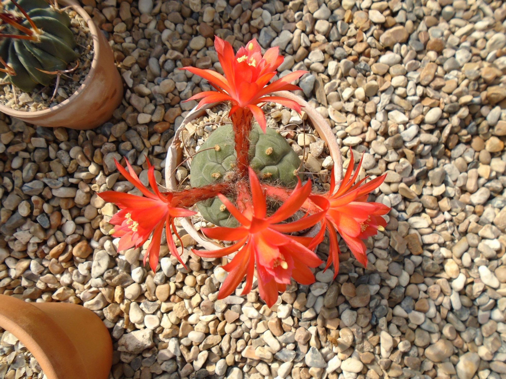 DSC07550 a.JPG