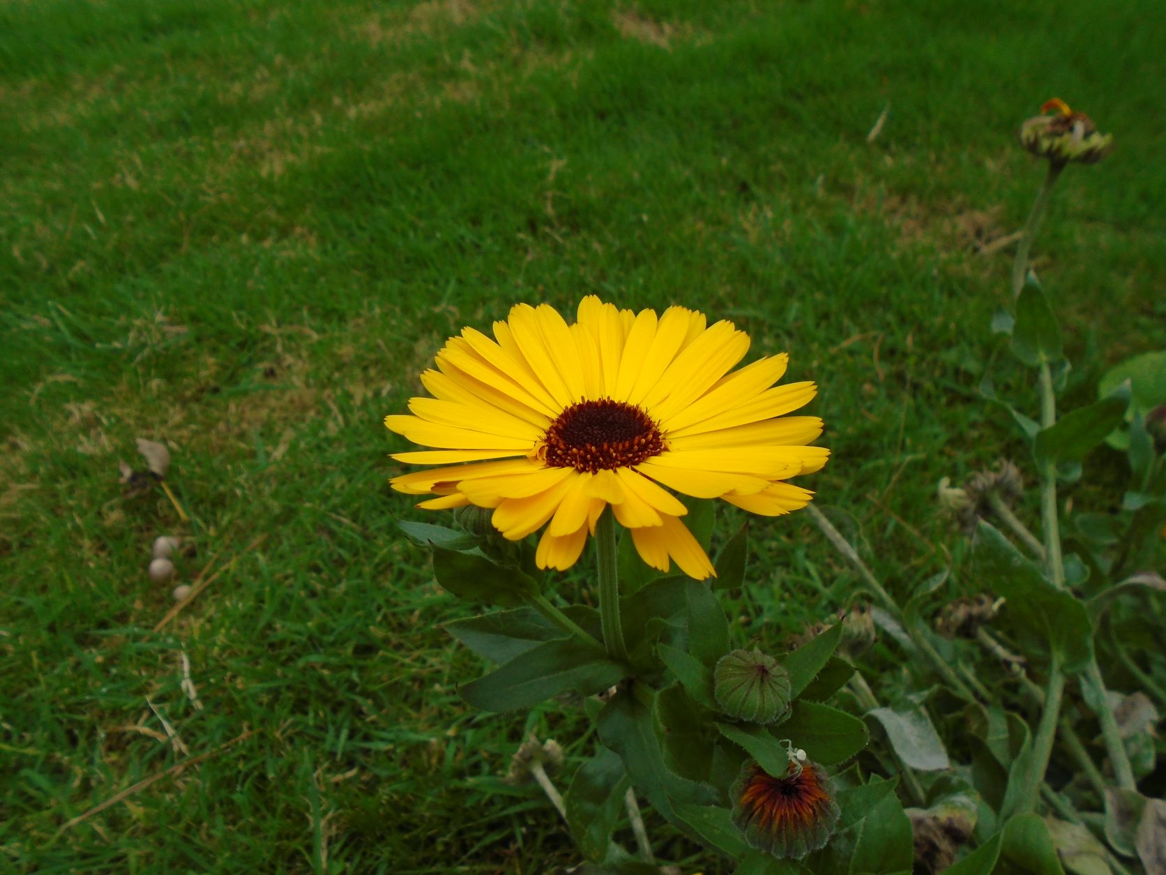 DSC07824 a.JPG