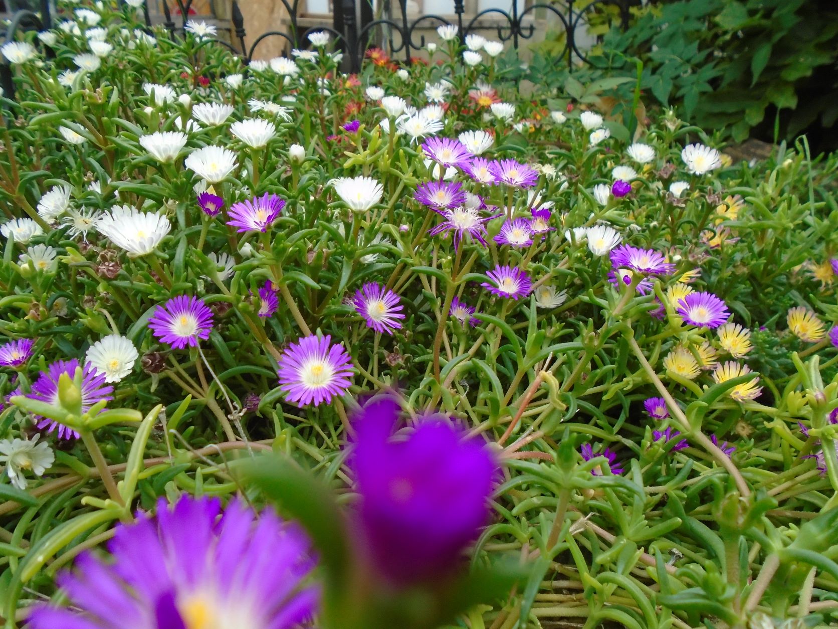 DSC07825 a.JPG