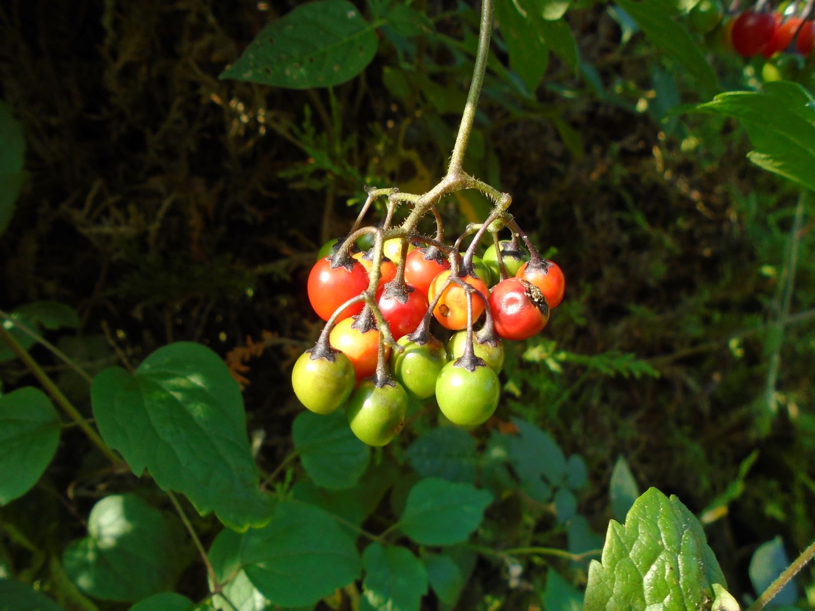 DSC07879 a.JPG