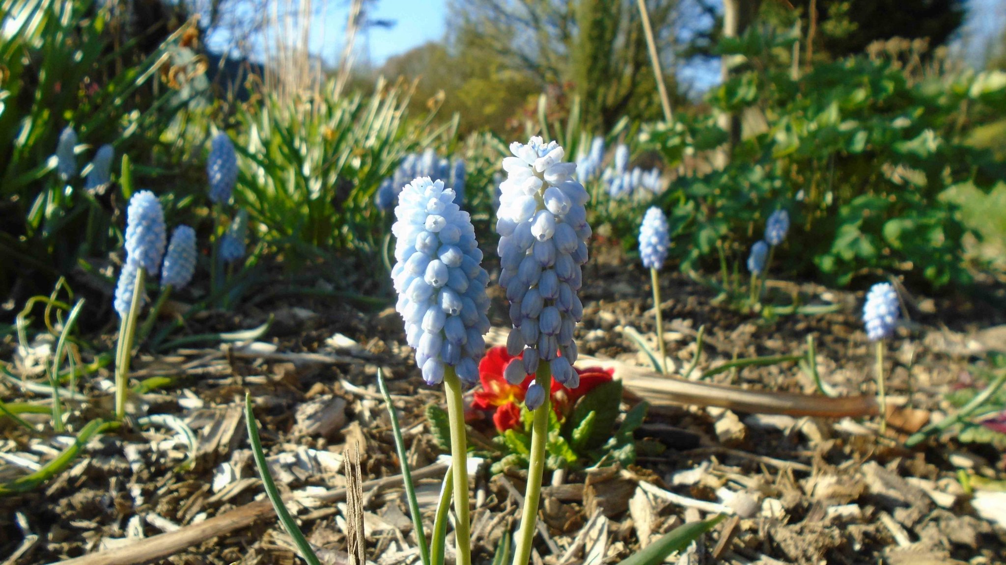 DSC09074.jpg