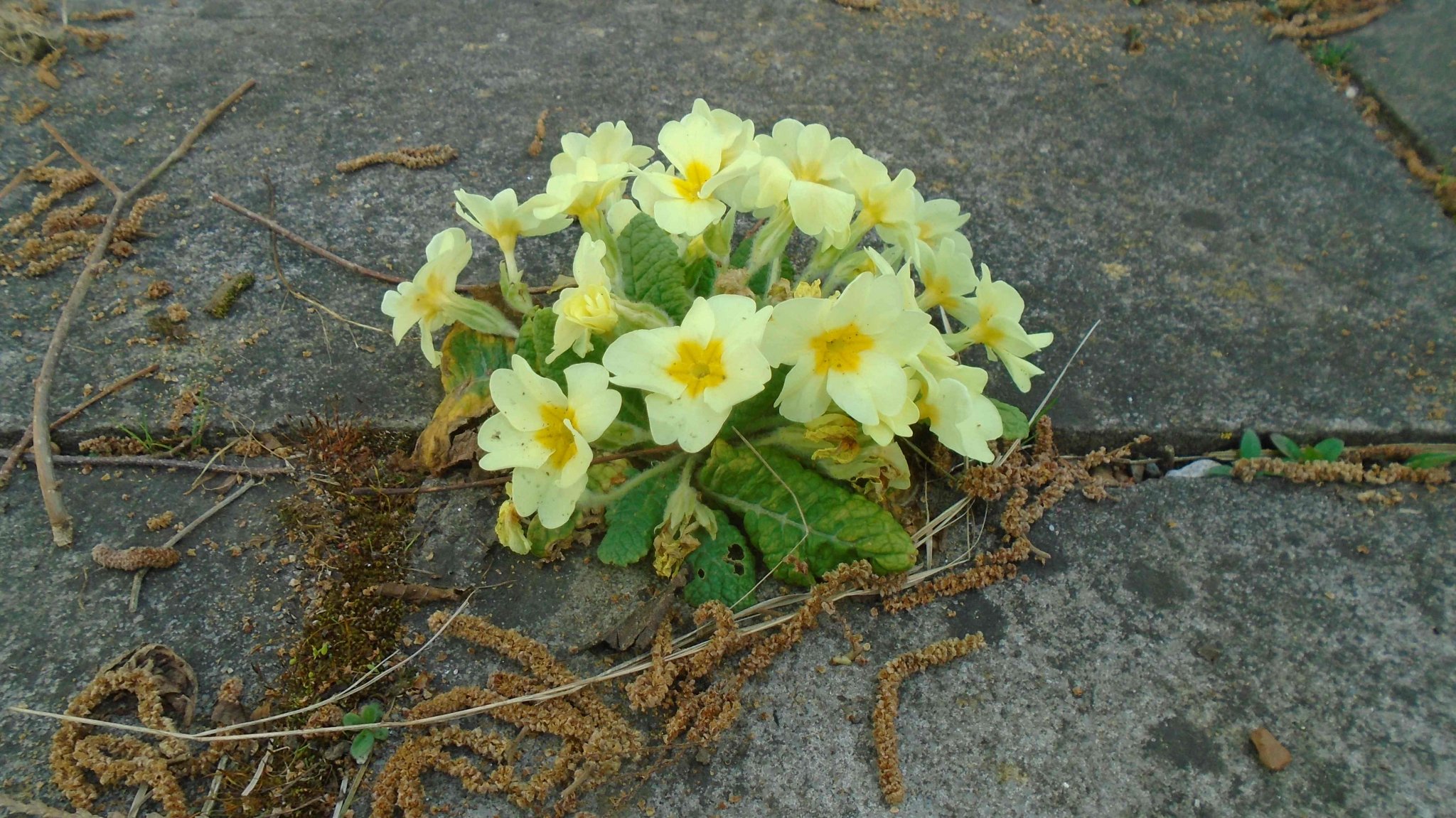DSC09109.jpg