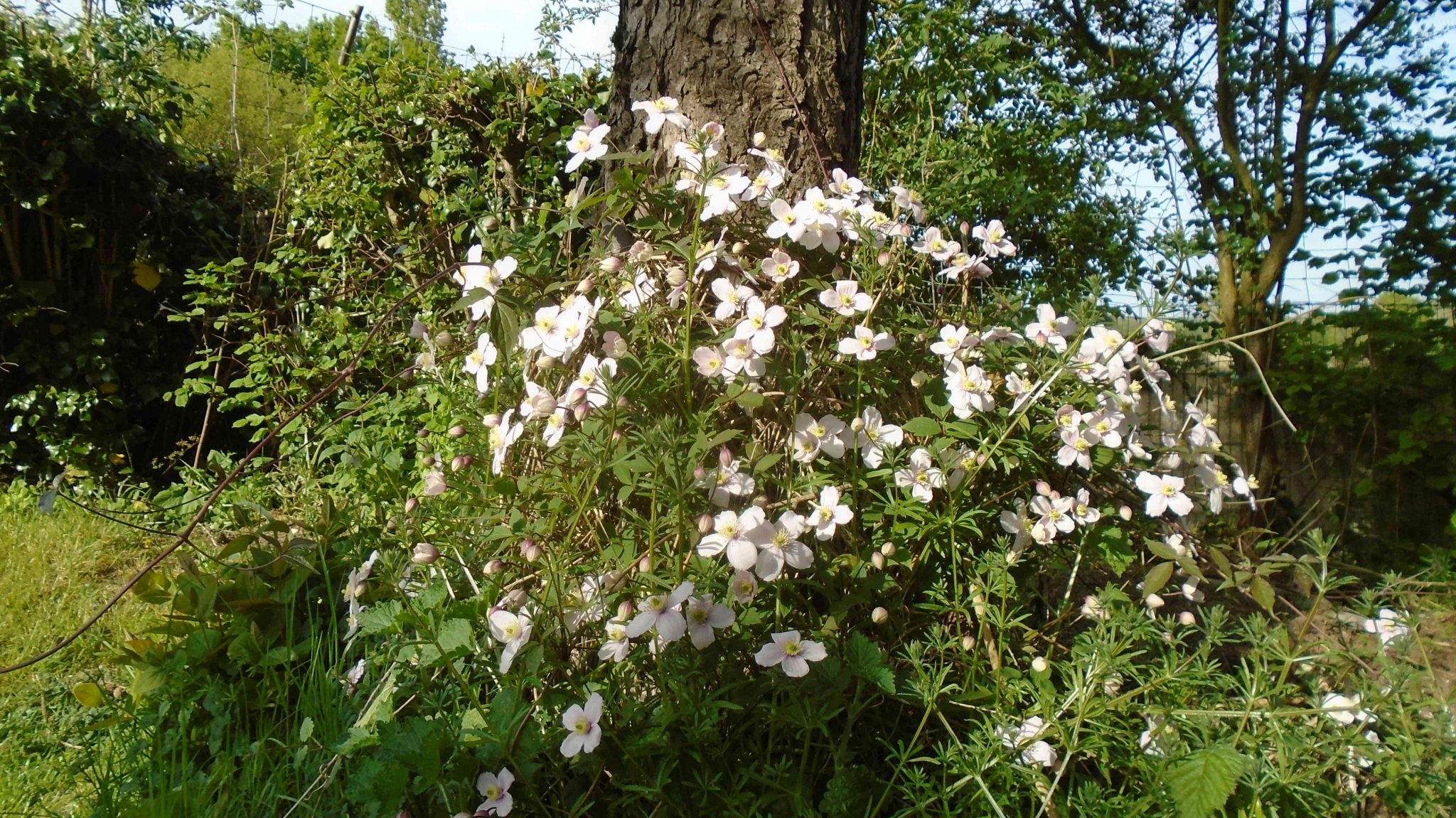 DSC09446.jpg