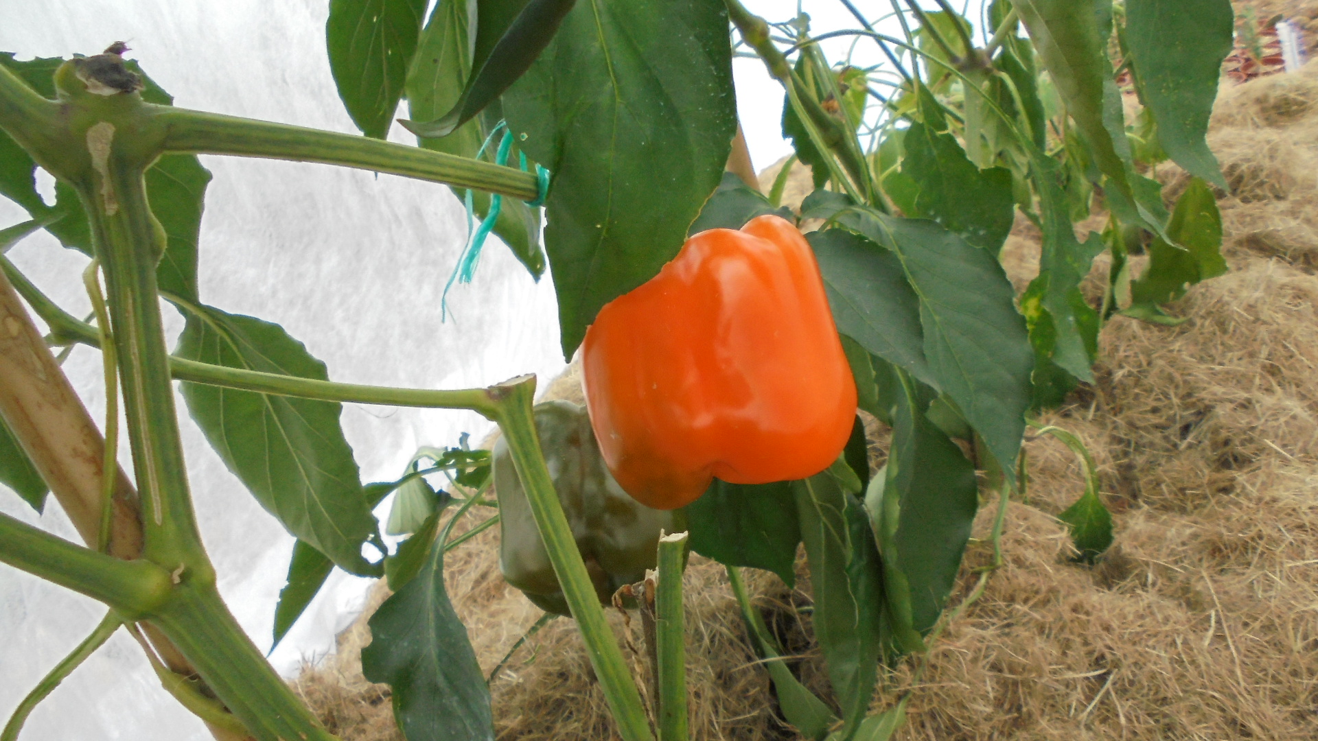 DSC09465.JPG