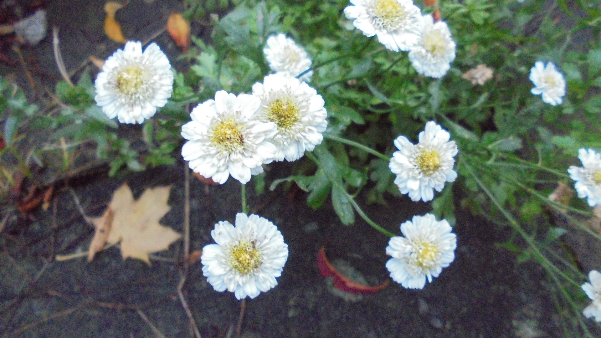 DSC09493.JPG
