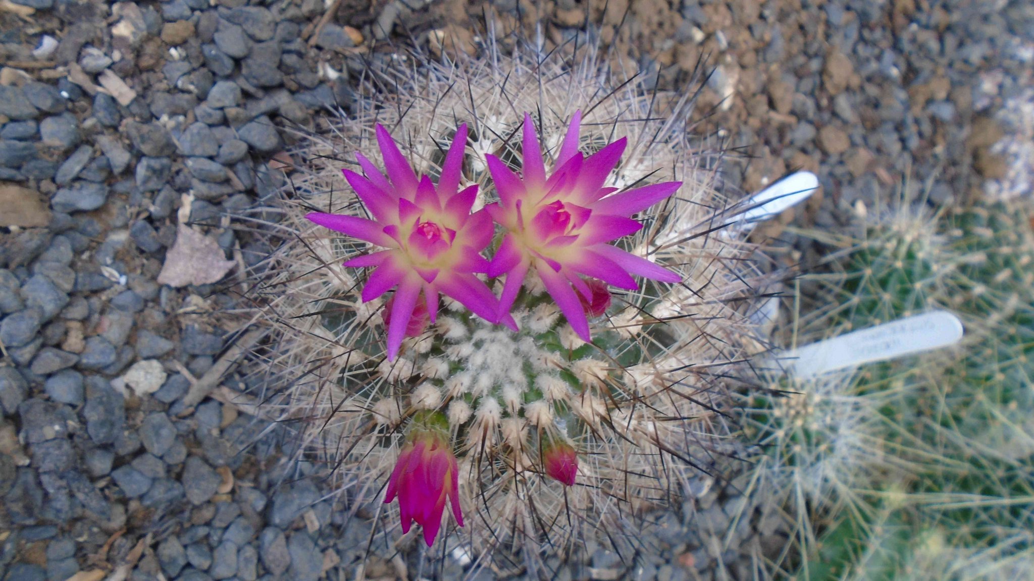 DSC09570.jpg