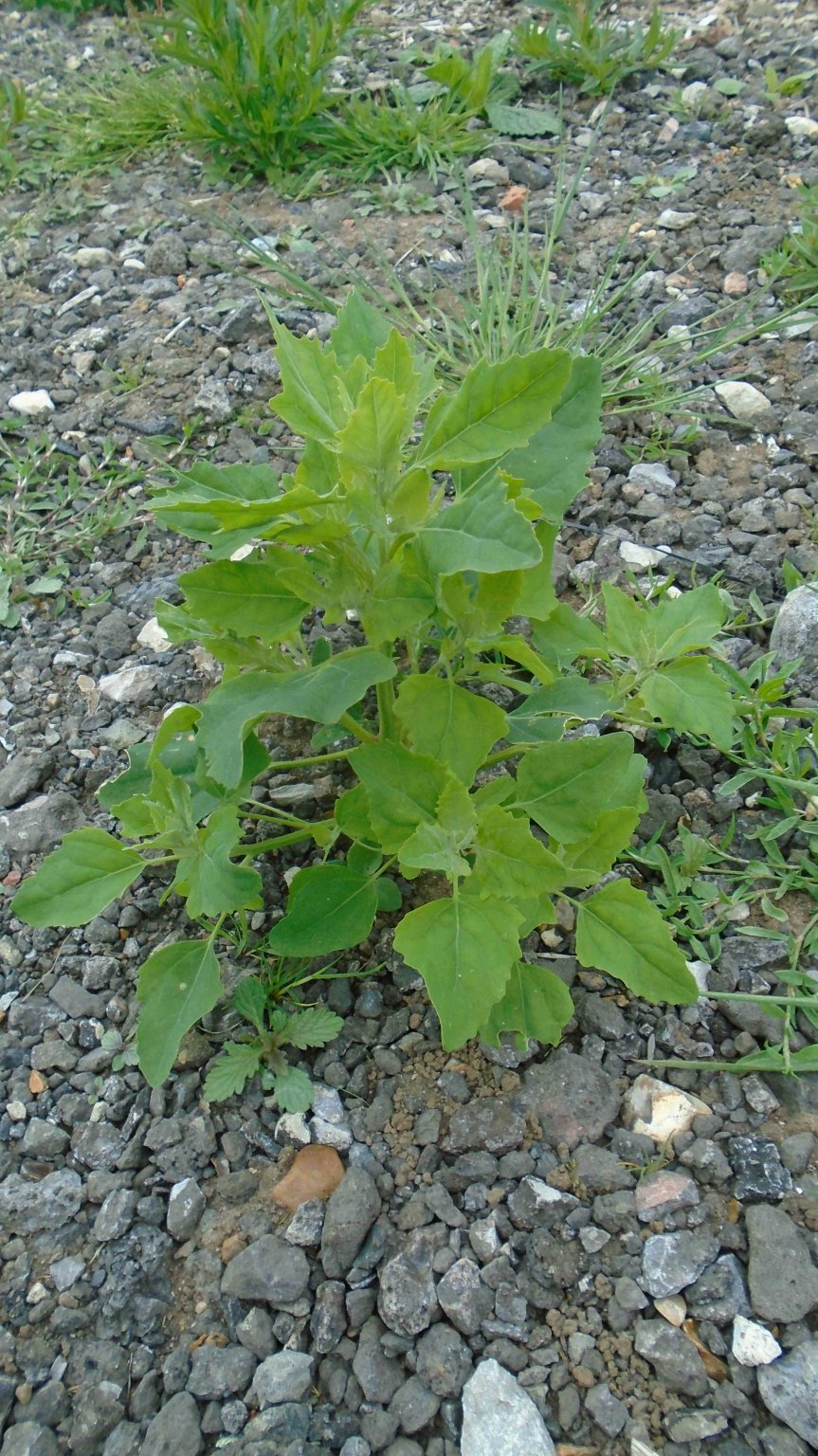 DSC09584.jpg