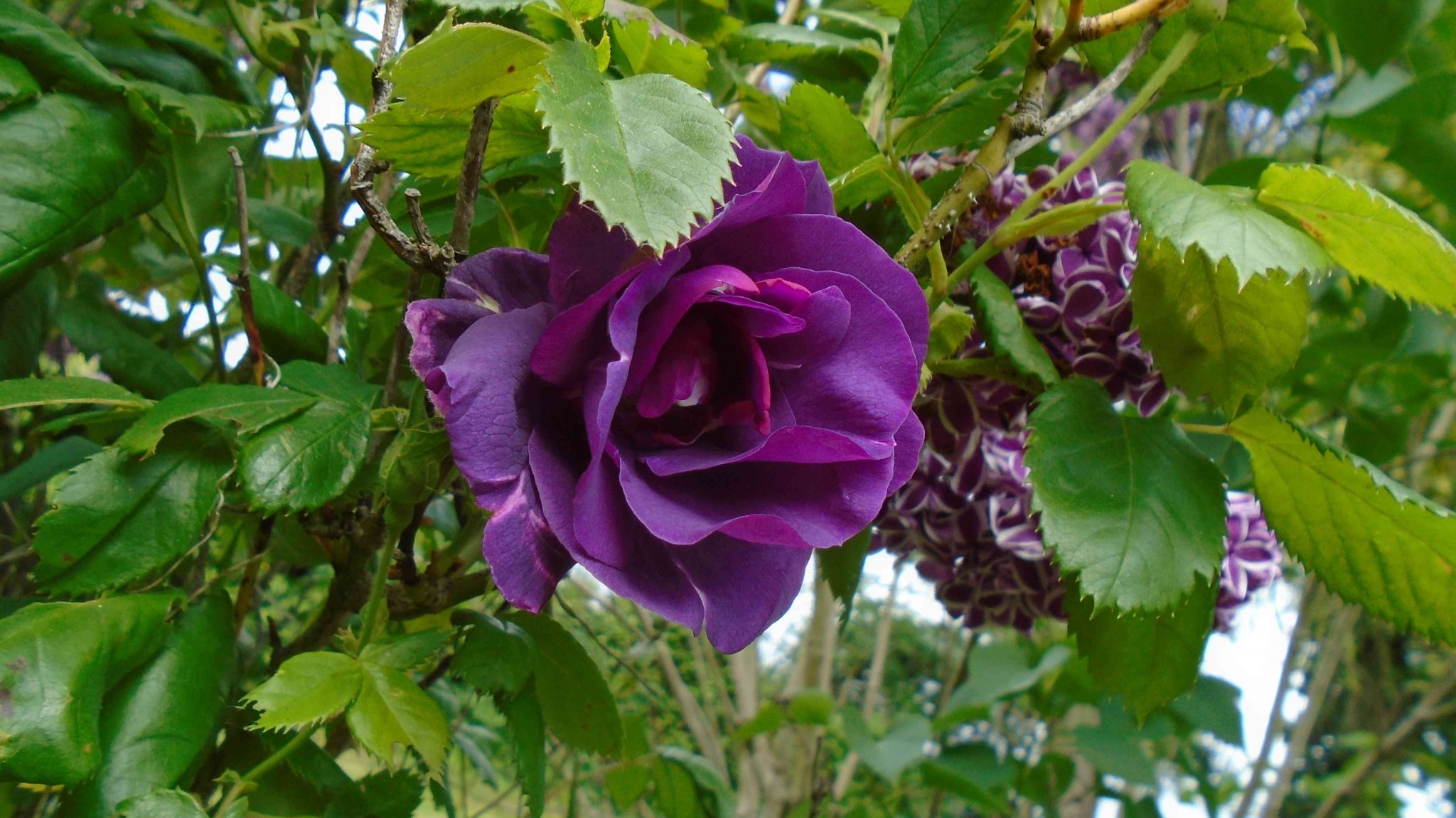 DSC09701.jpg