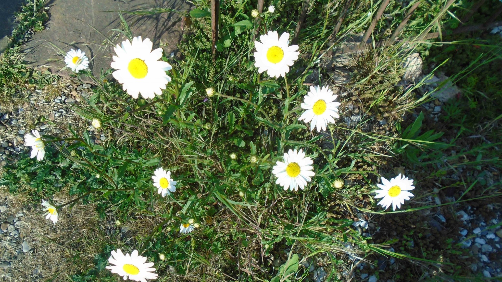 DSC09715.jpg