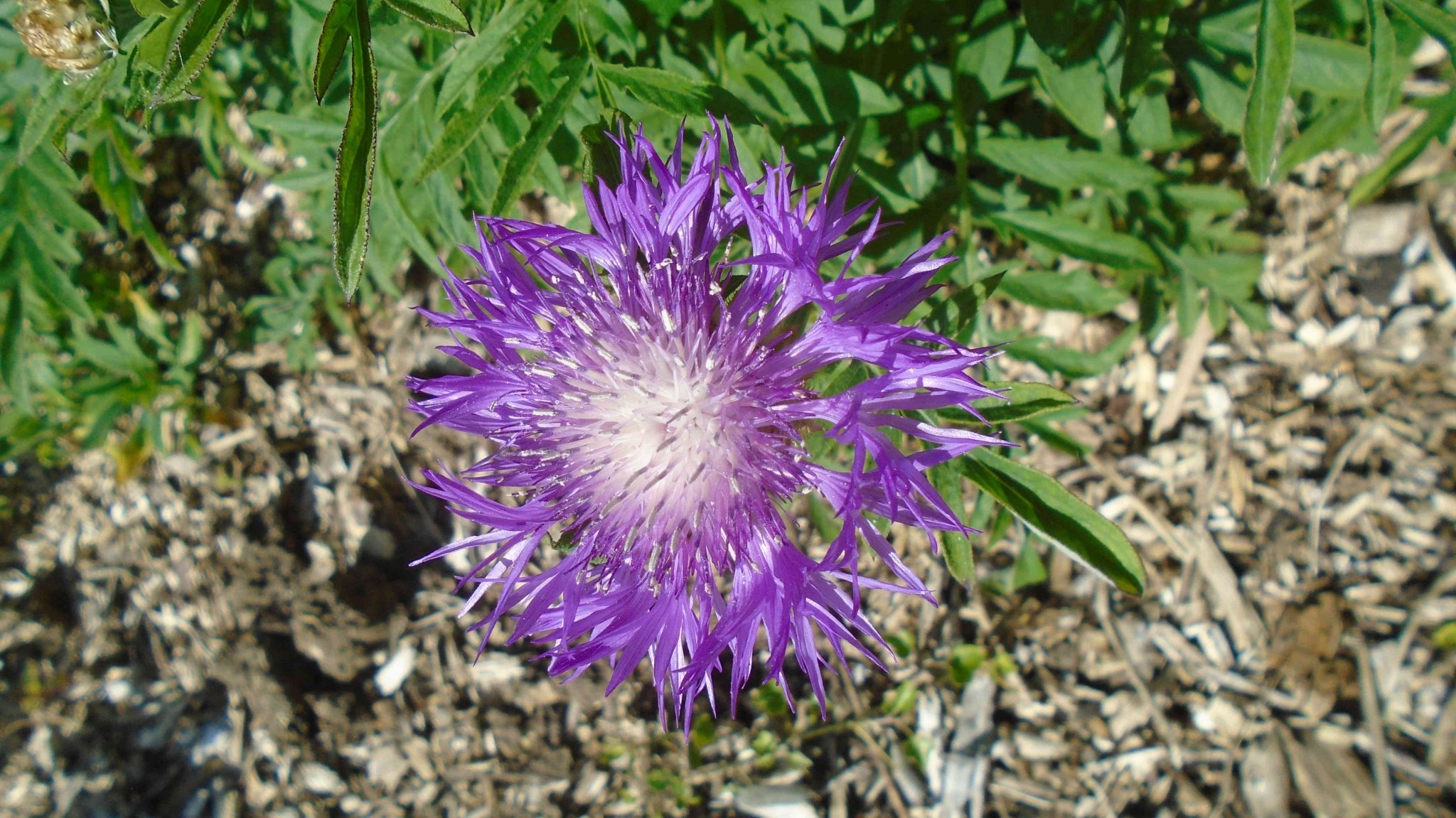DSC09730.jpg