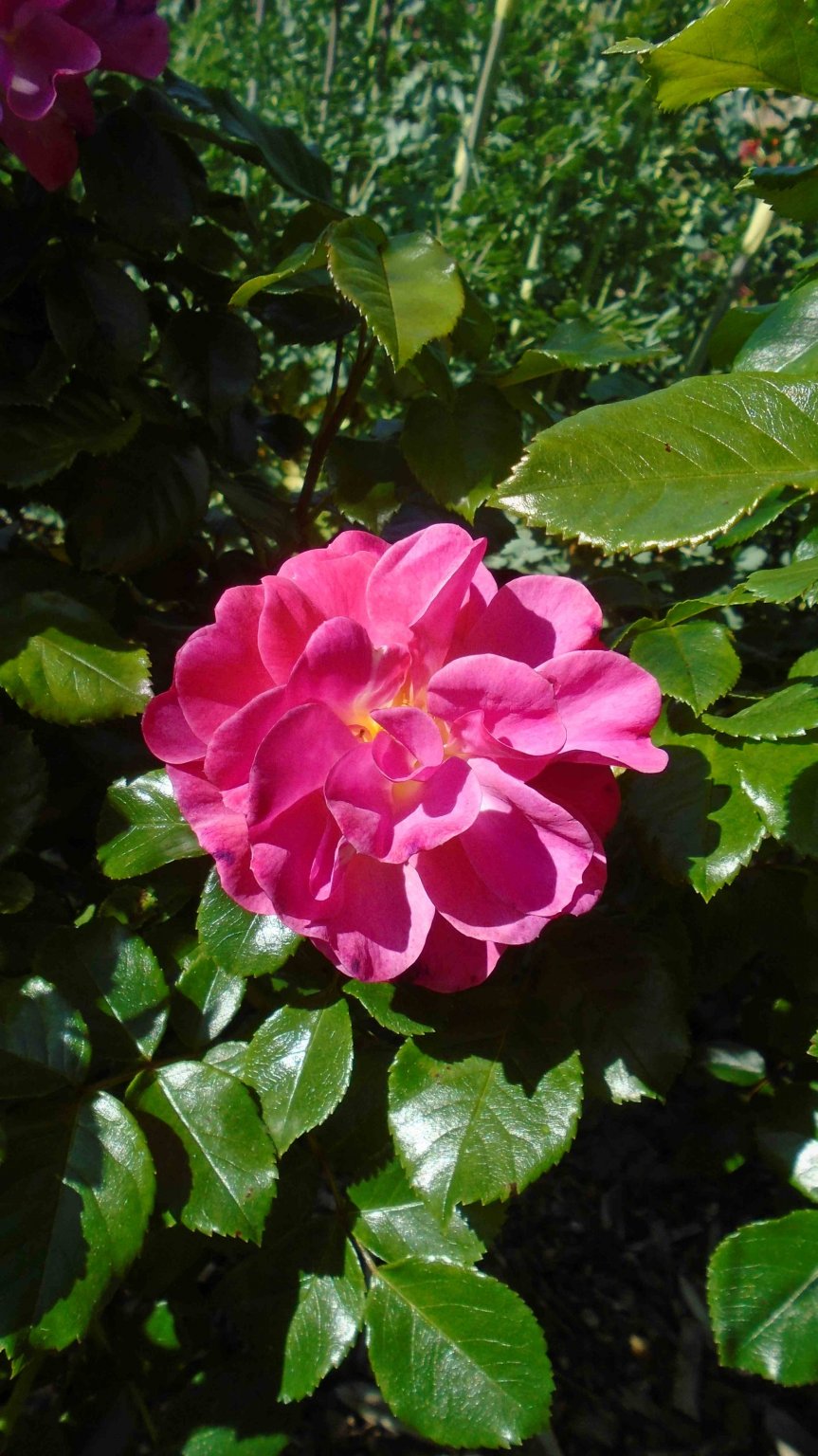 DSC09731.jpg