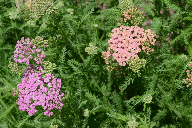 DSC_0003 1.jpg
