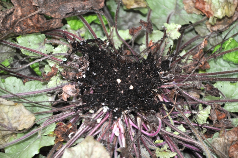 DSC_0004.JPG