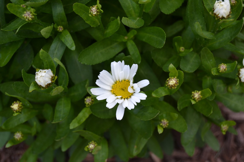 DSC_0005 1.jpg