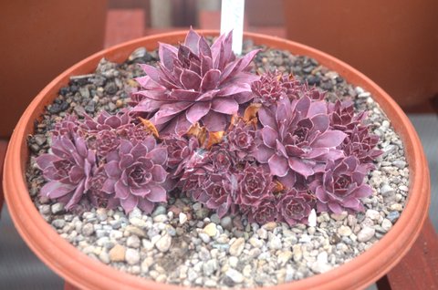 DSC_0006.JPG