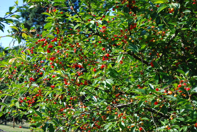 DSC_0008.jpeg