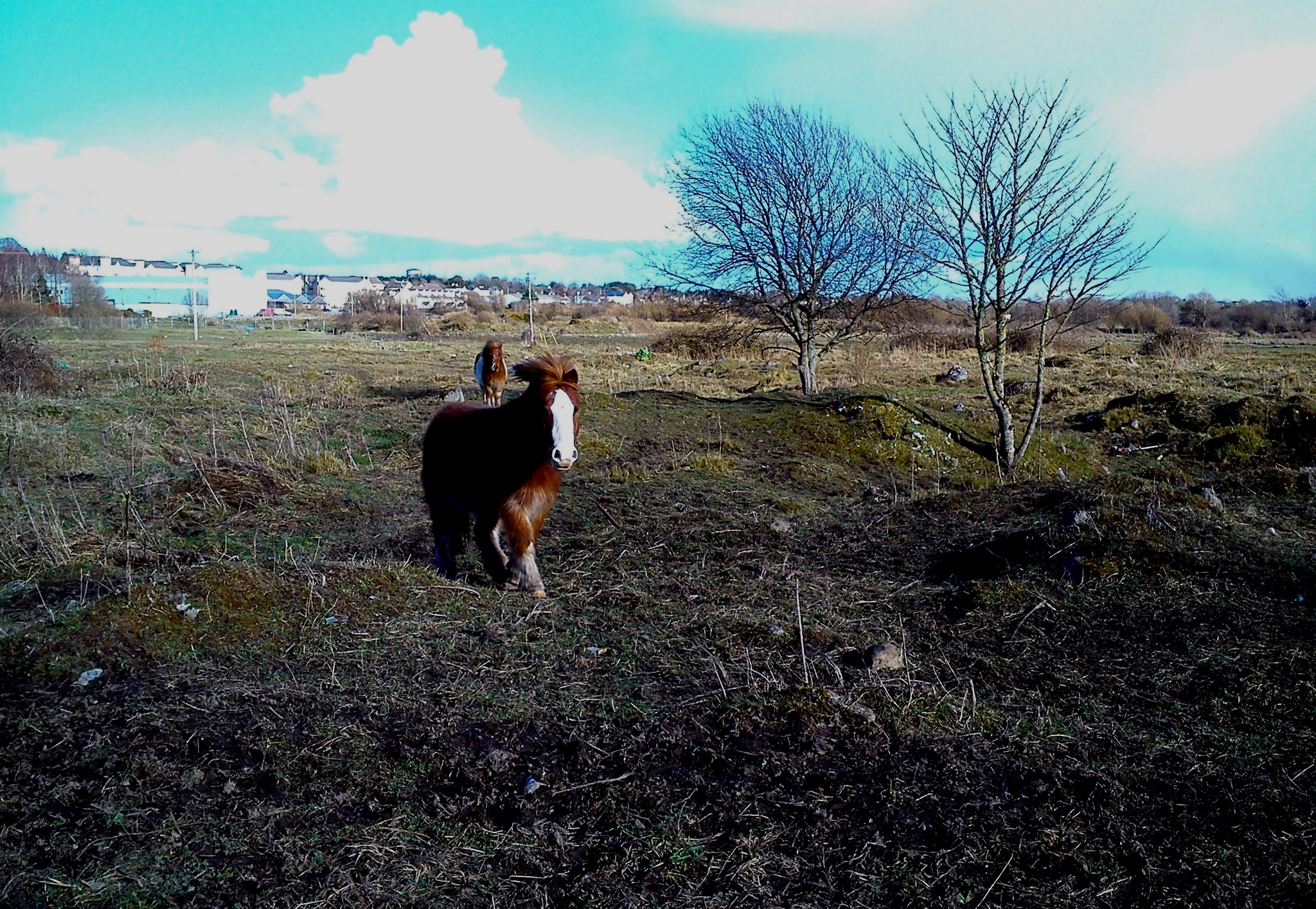 DSC_0008.jpg