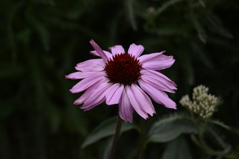 DSC_0009.jpg