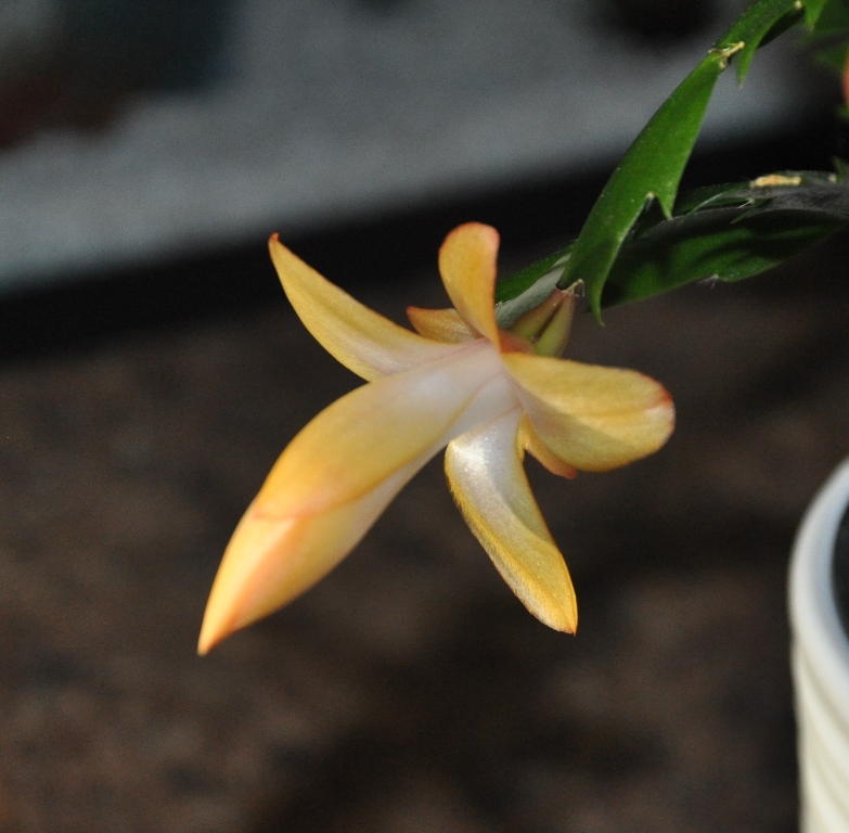DSC_0013.JPG