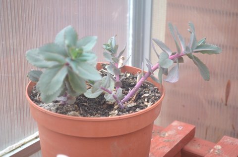DSC_0020.JPG