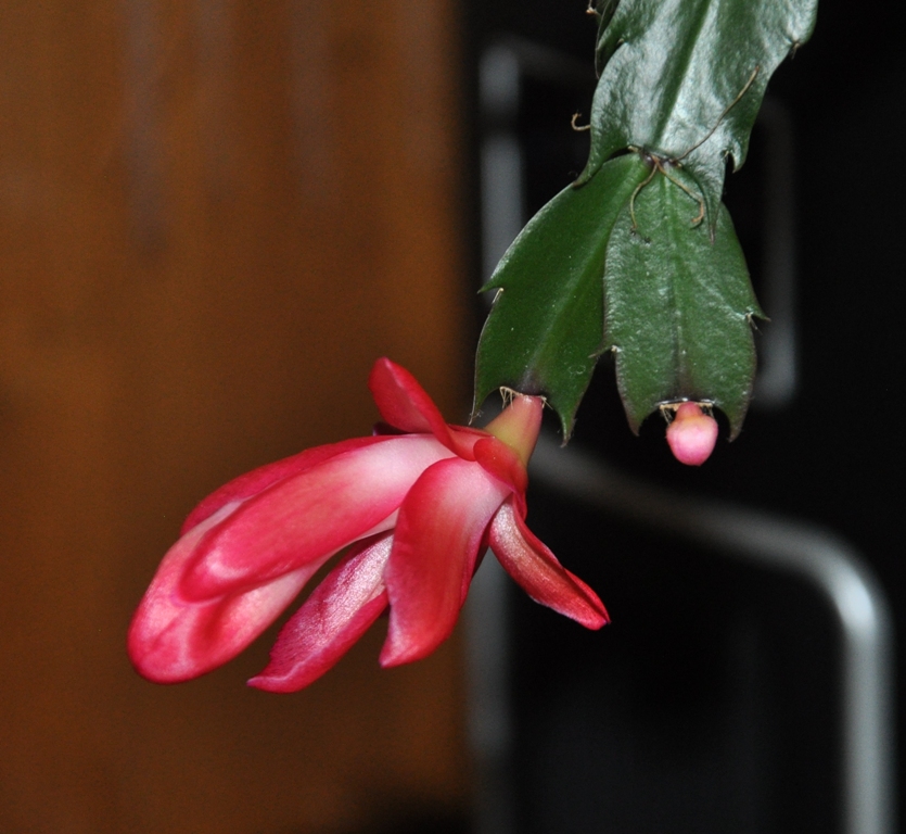 DSC_0027.JPG