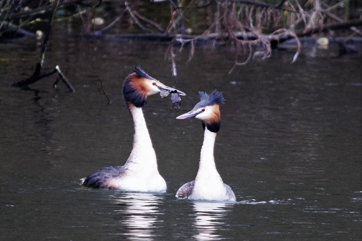DSC_0030.jpg
