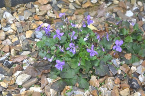 DSC_0031.JPG