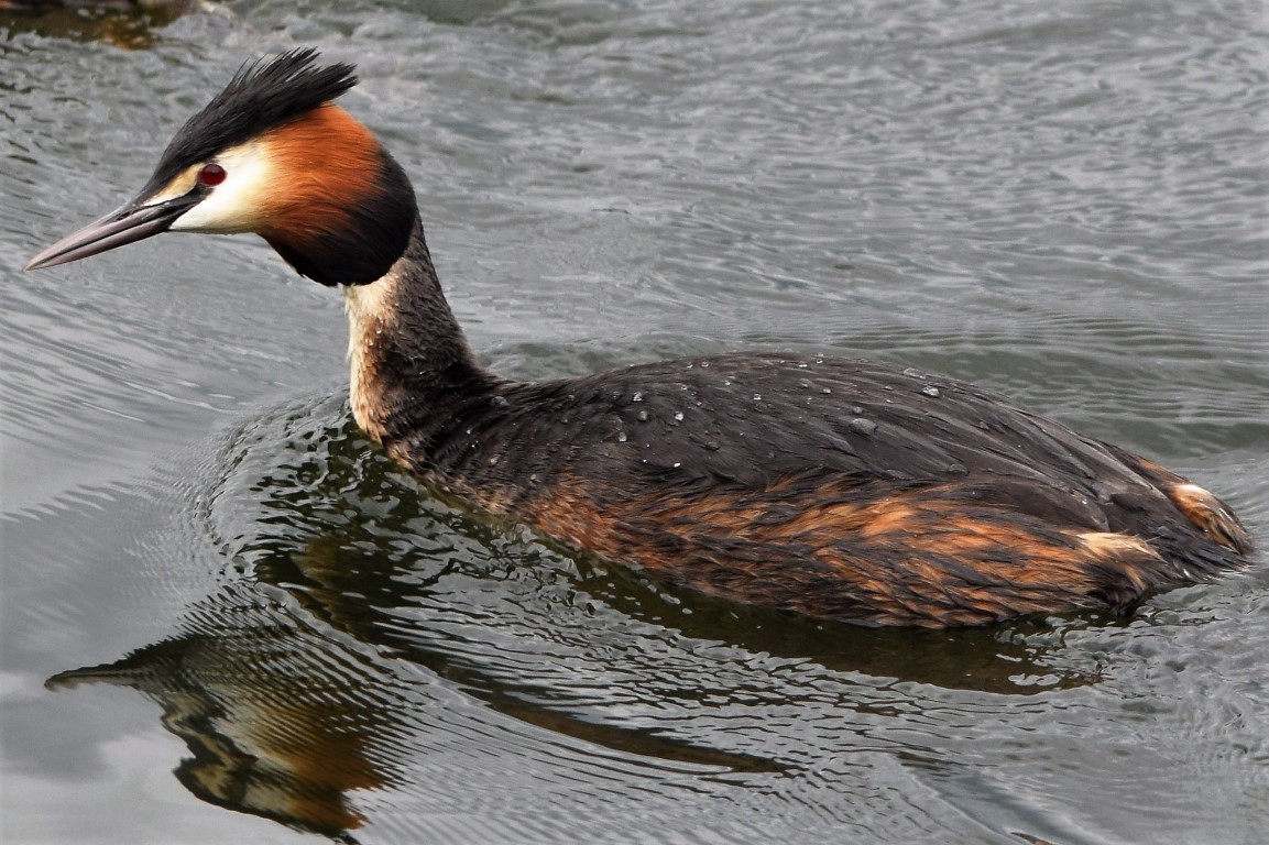DSC_0033.jpg