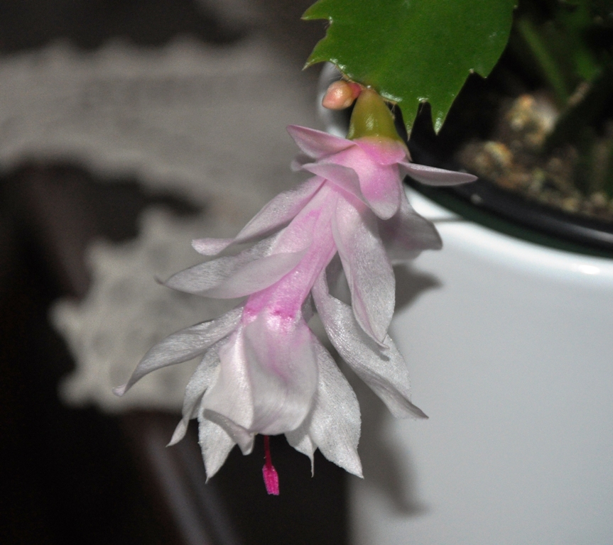 DSC_0033.JPG