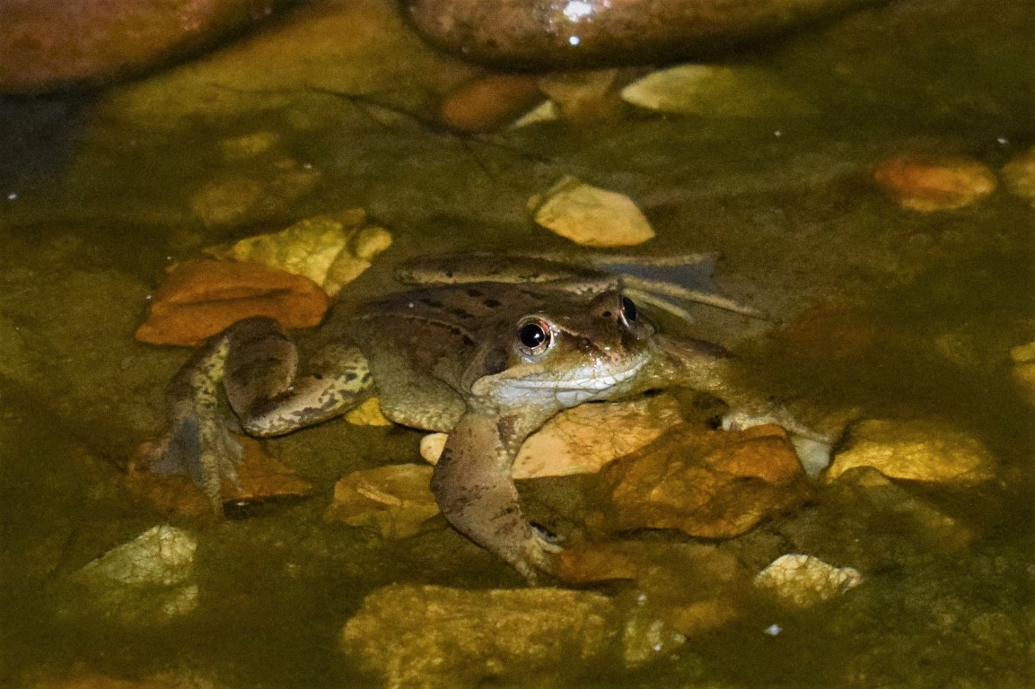 DSC_0038.jpg