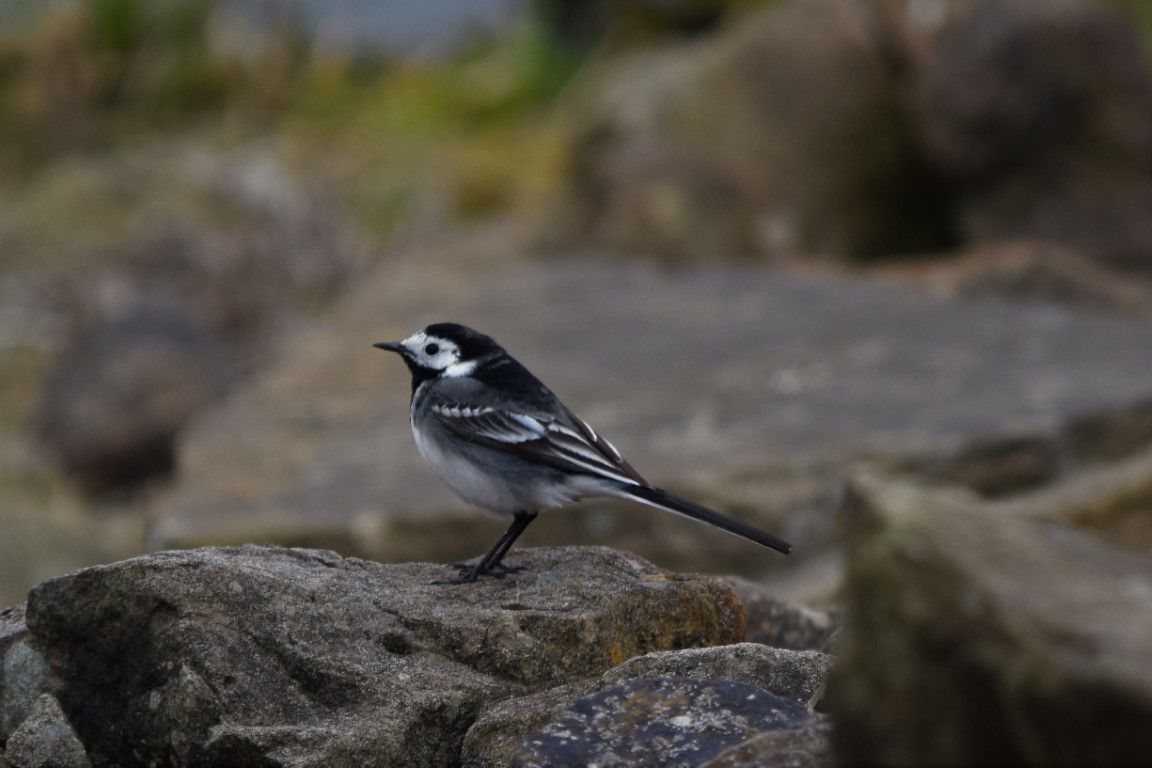 DSC_0046.jpg