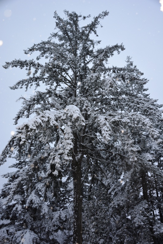 DSC_0055.JPG