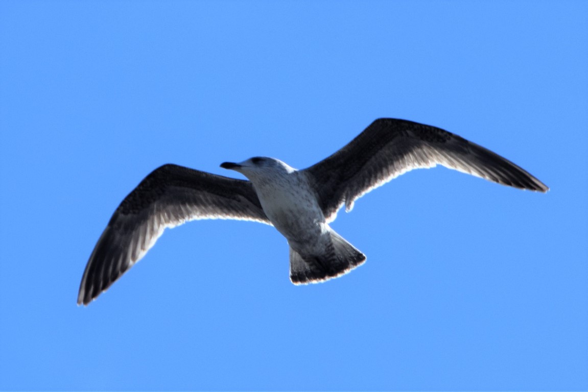 DSC_0061.jpg