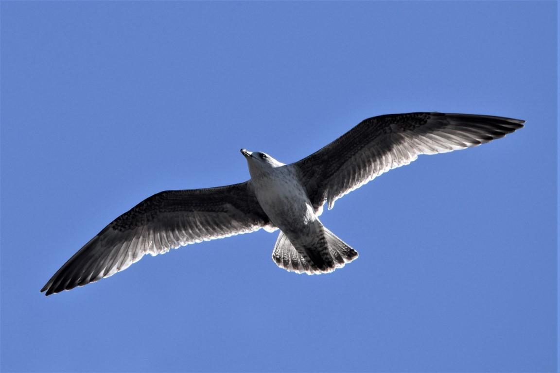 DSC_0062.jpg