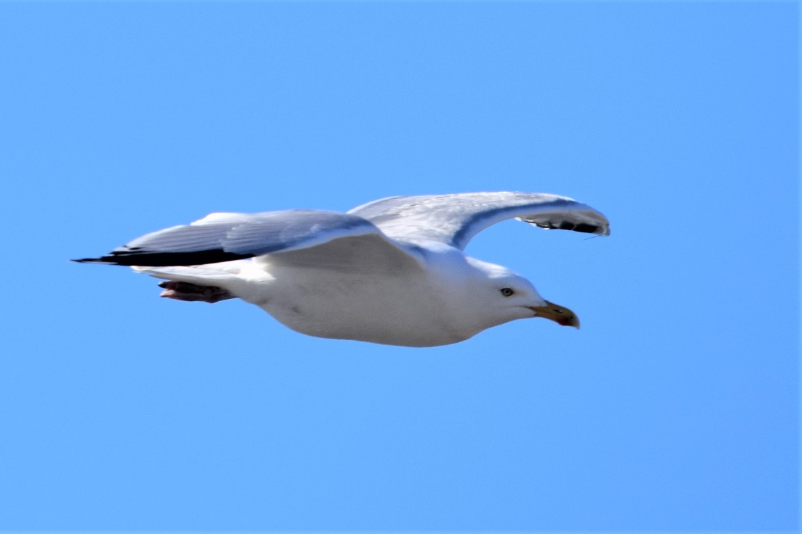 DSC_0063.jpg