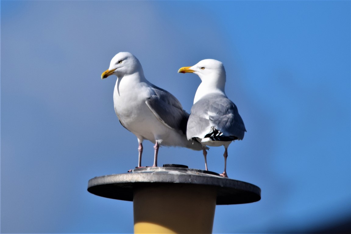 DSC_0068.jpg