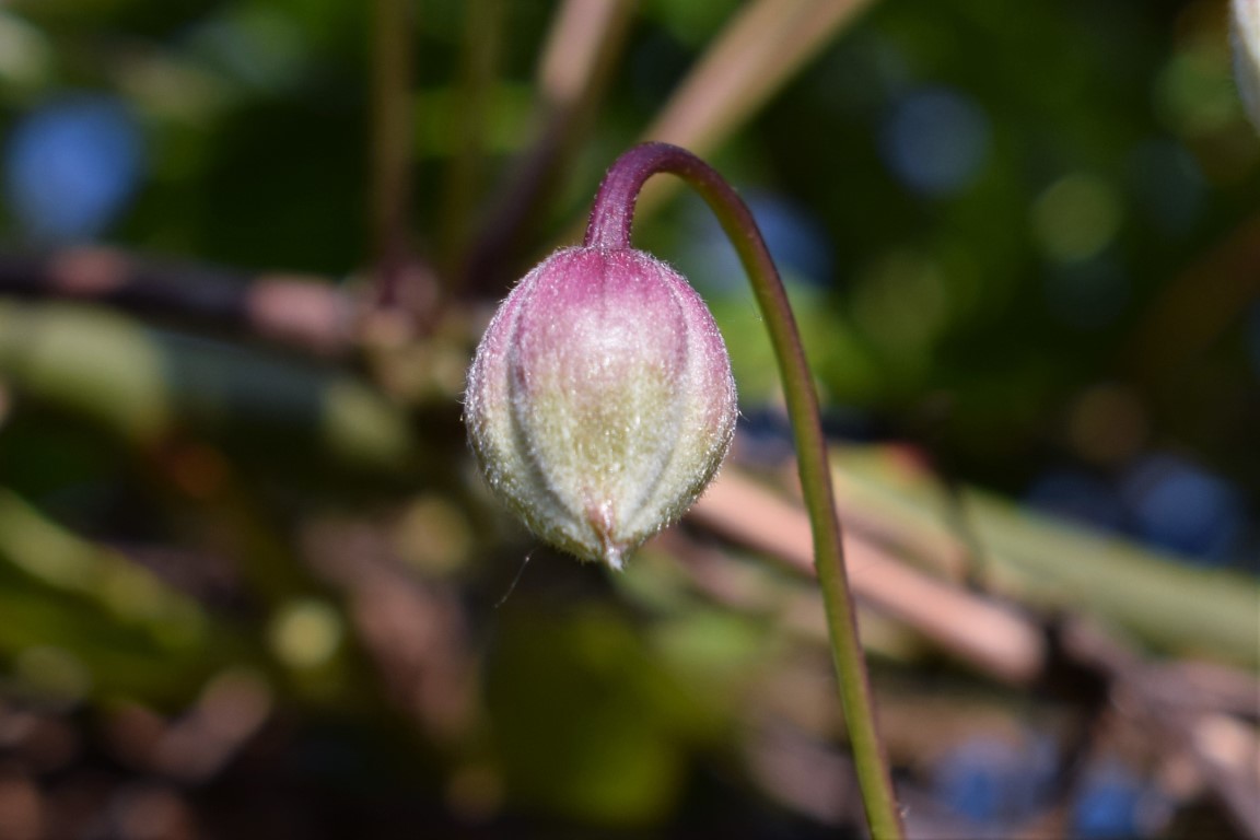 DSC_0081.jpg