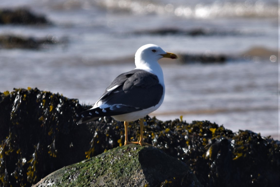 DSC_0084.jpg